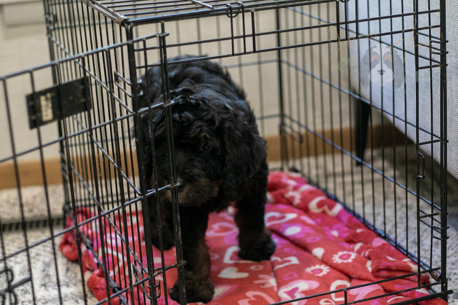 Acadia Bernedoodle Puppy-513.jpg