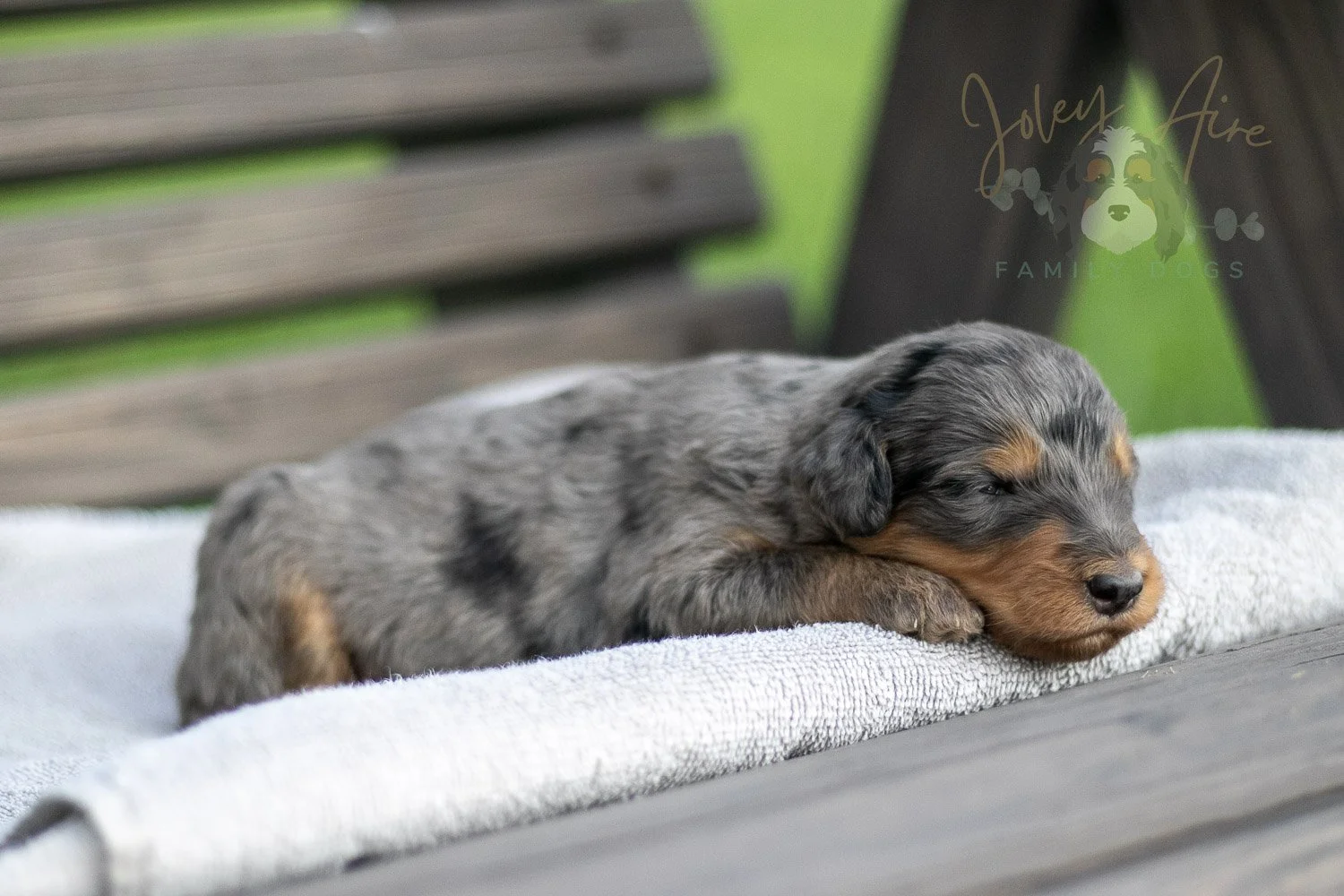 Josie Pye Bernedoodle Puppy-08.jpg