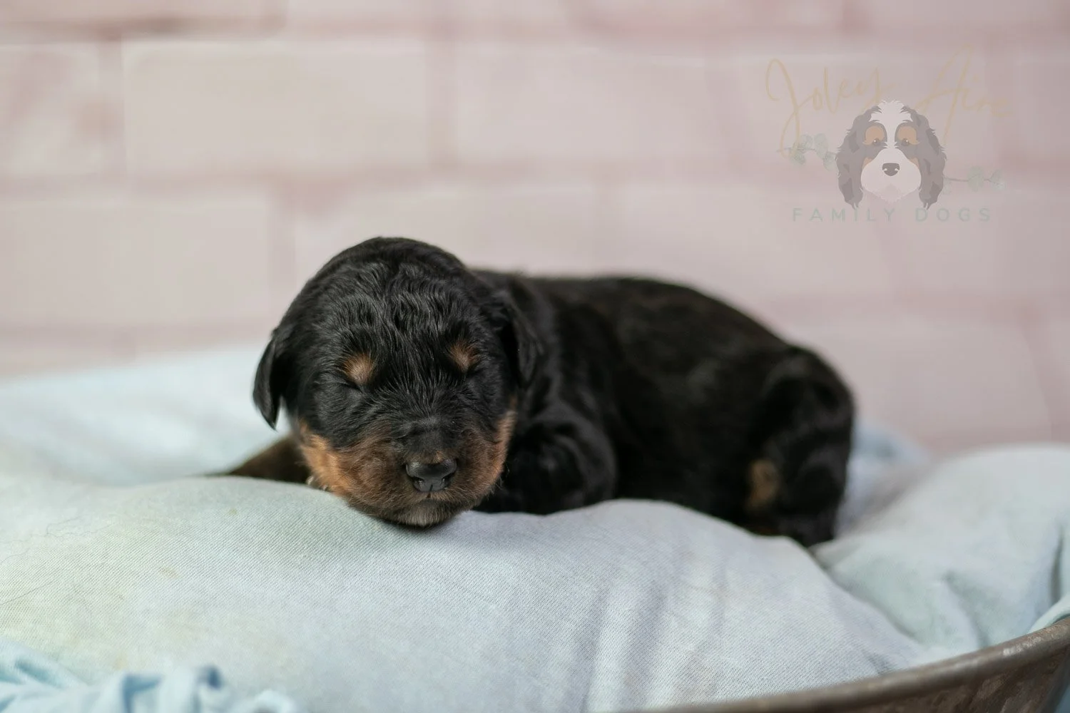 Gilbert Bernedoodle Puppy-100.jpg