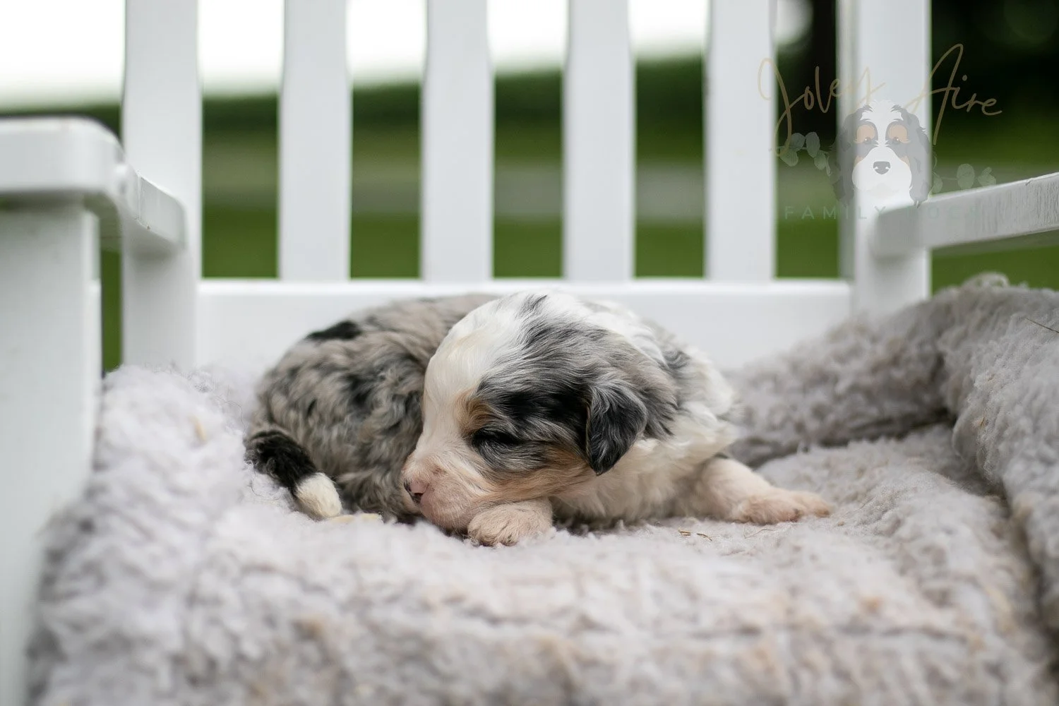 Pablo Picasso Bernedoodle Puppy-696.jpg