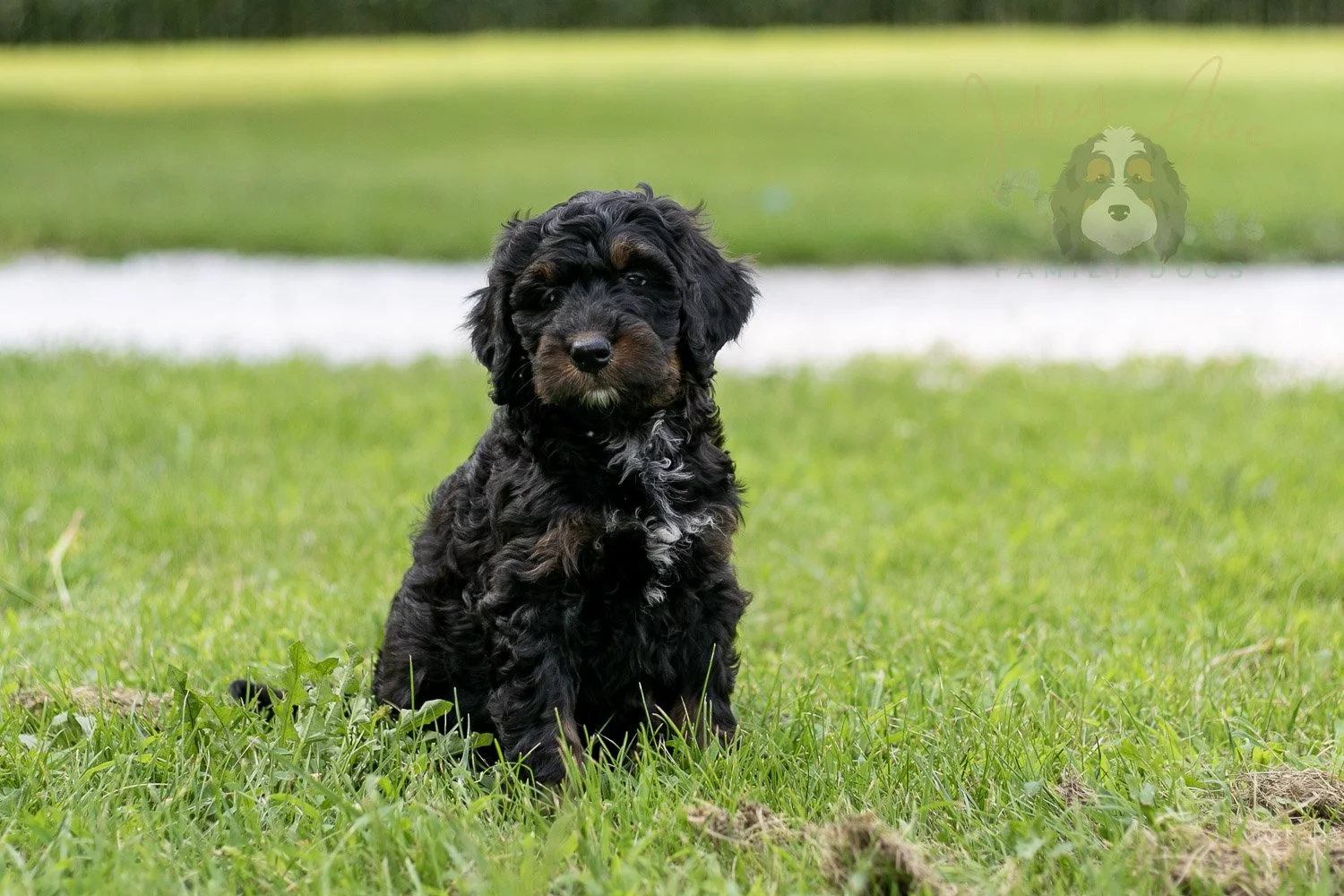 Denali Bernedoodle Puppy-114.jpg