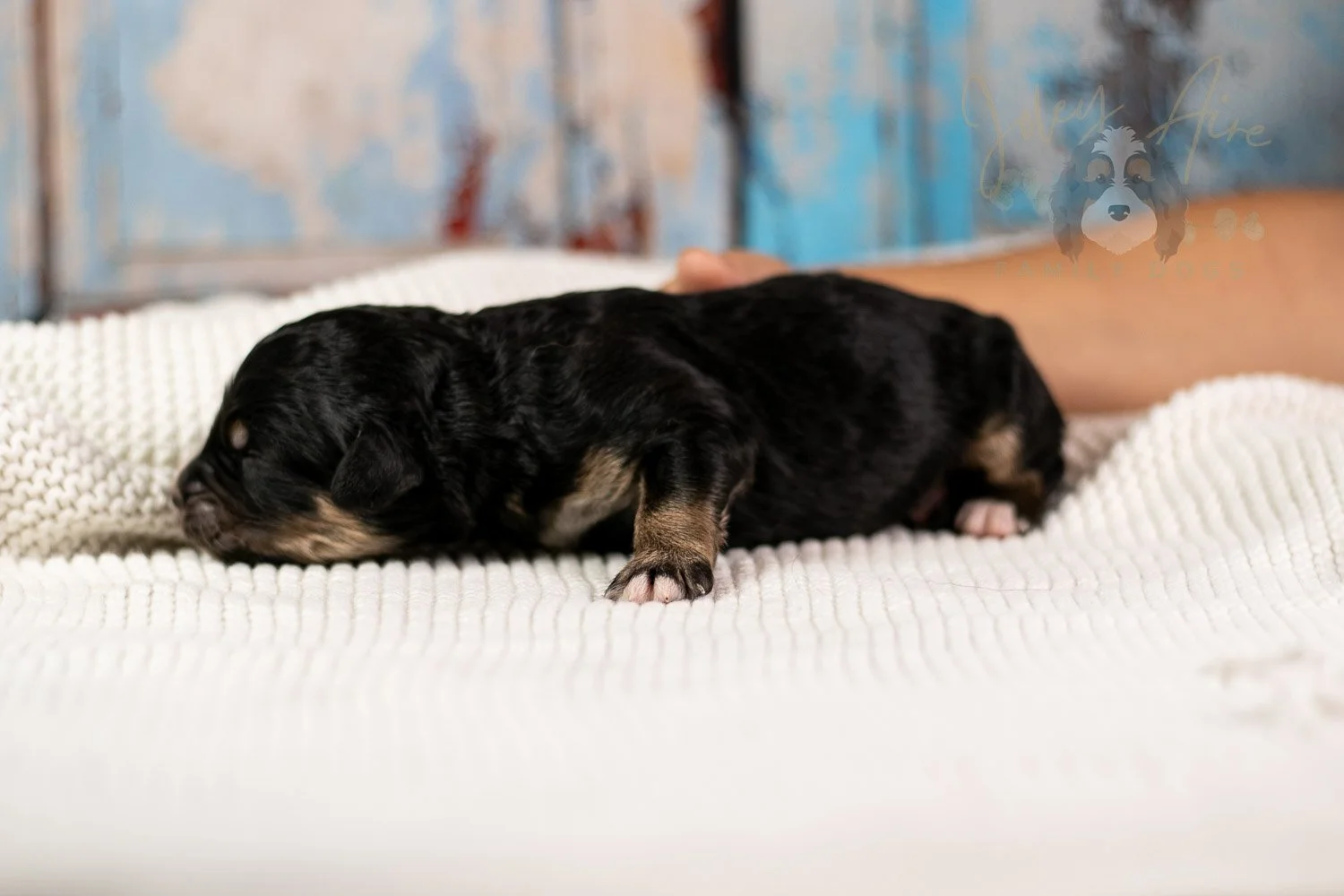 Da Vinci Bernedoodle Puppy-102.jpg