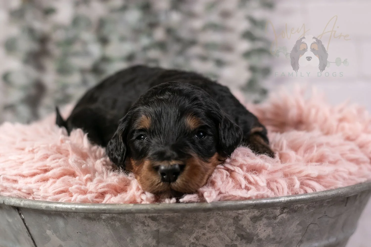 Guitar Bernedoodle Puppy-18.jpg