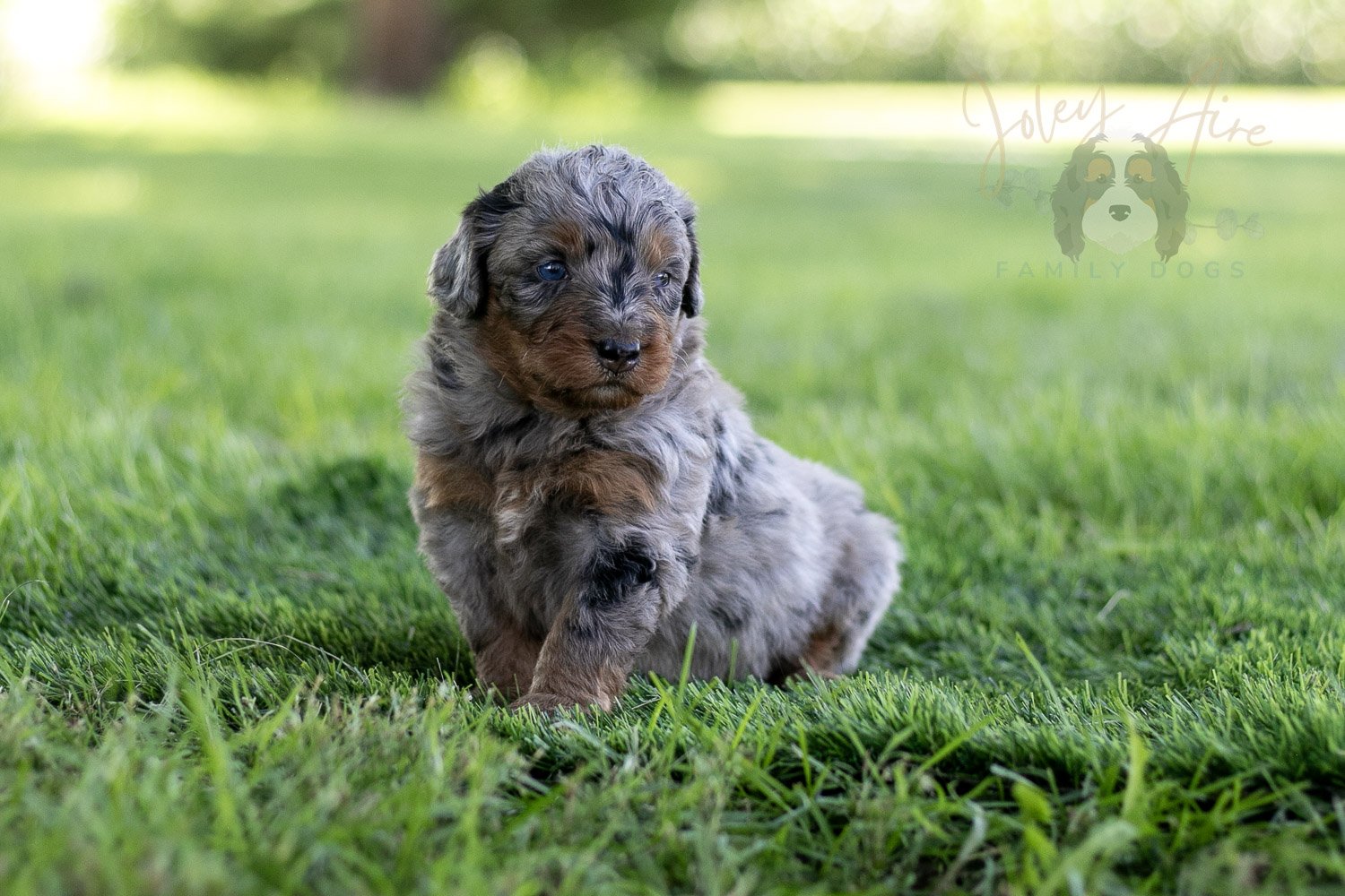 Marilla Cuthbert Bernedoodle Puppy-465.jpg