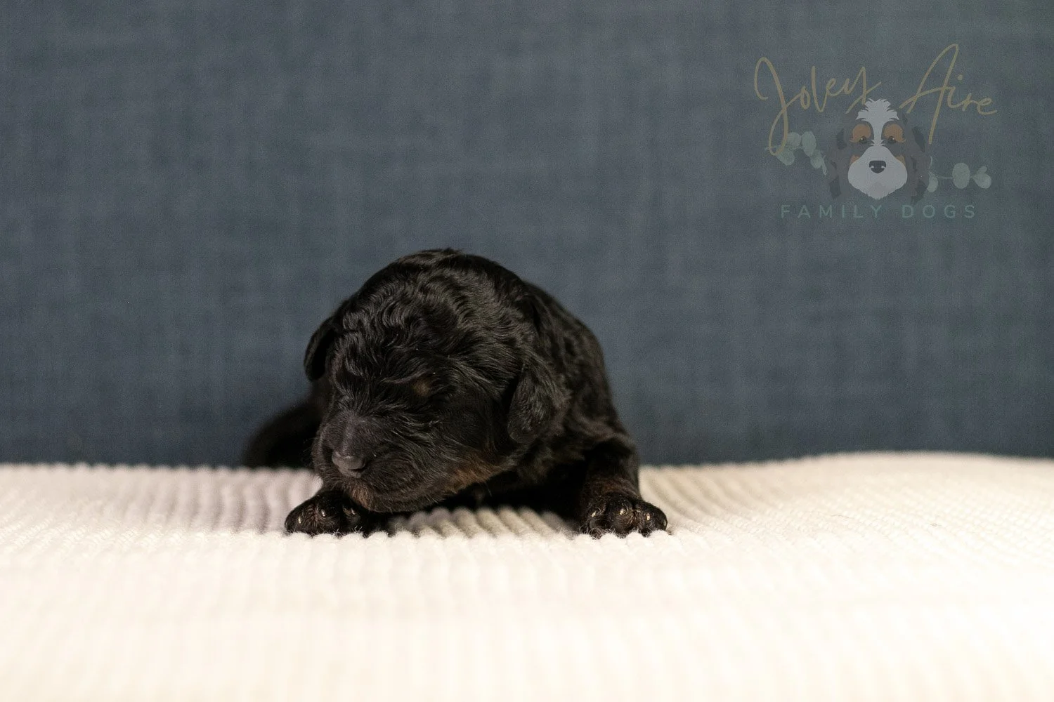 Amy Bernedoodle Puppy-094.jpg