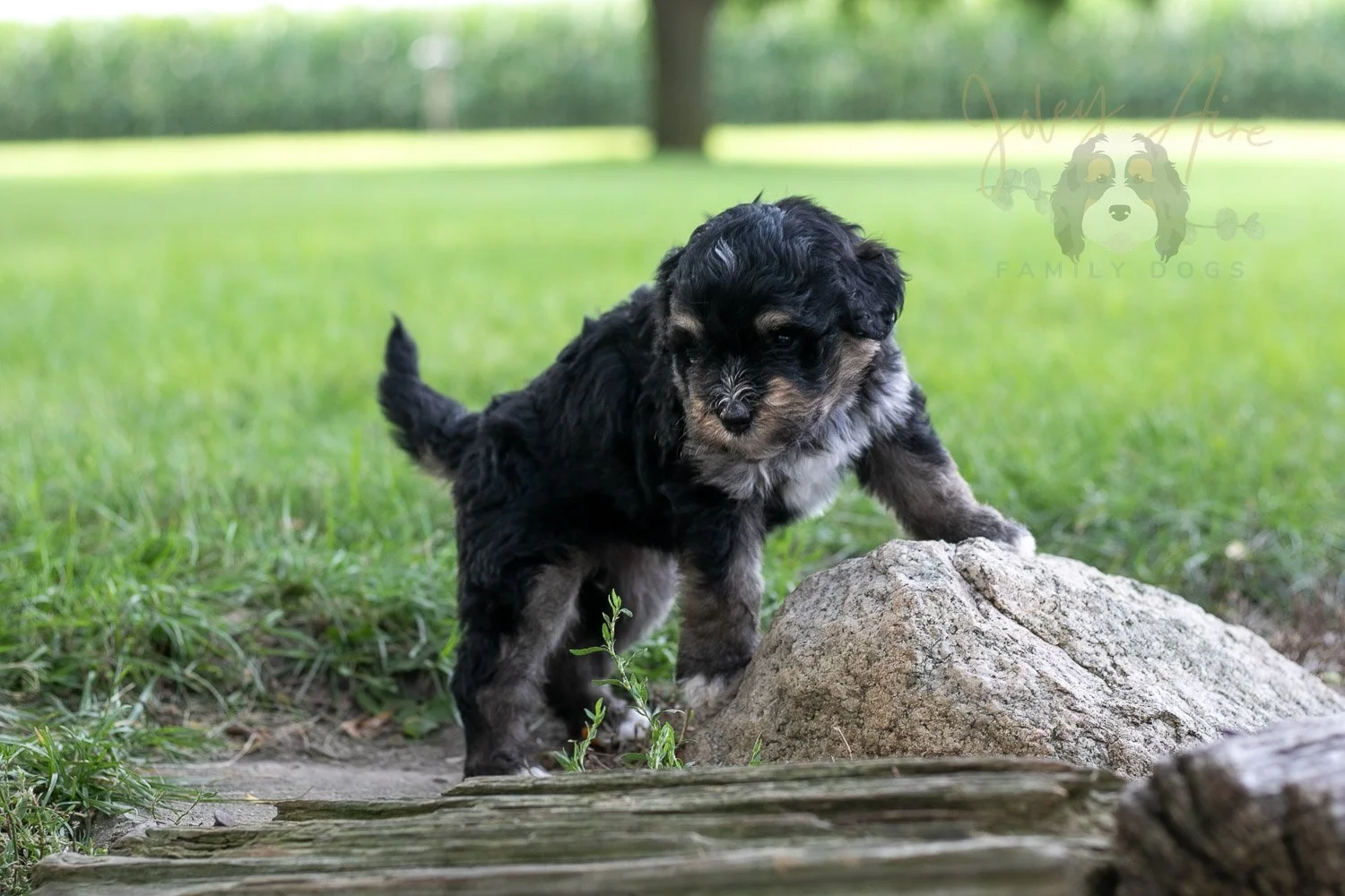 Georgia Bernedoodle Puppy-216.jpg