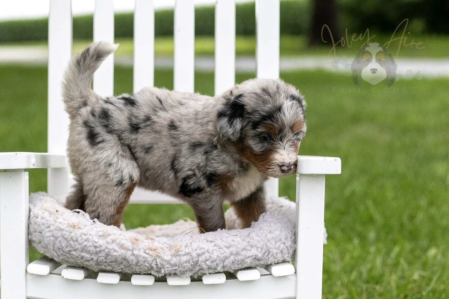 Rachel Lynde Bernedoodle Puppy-1007.jpg