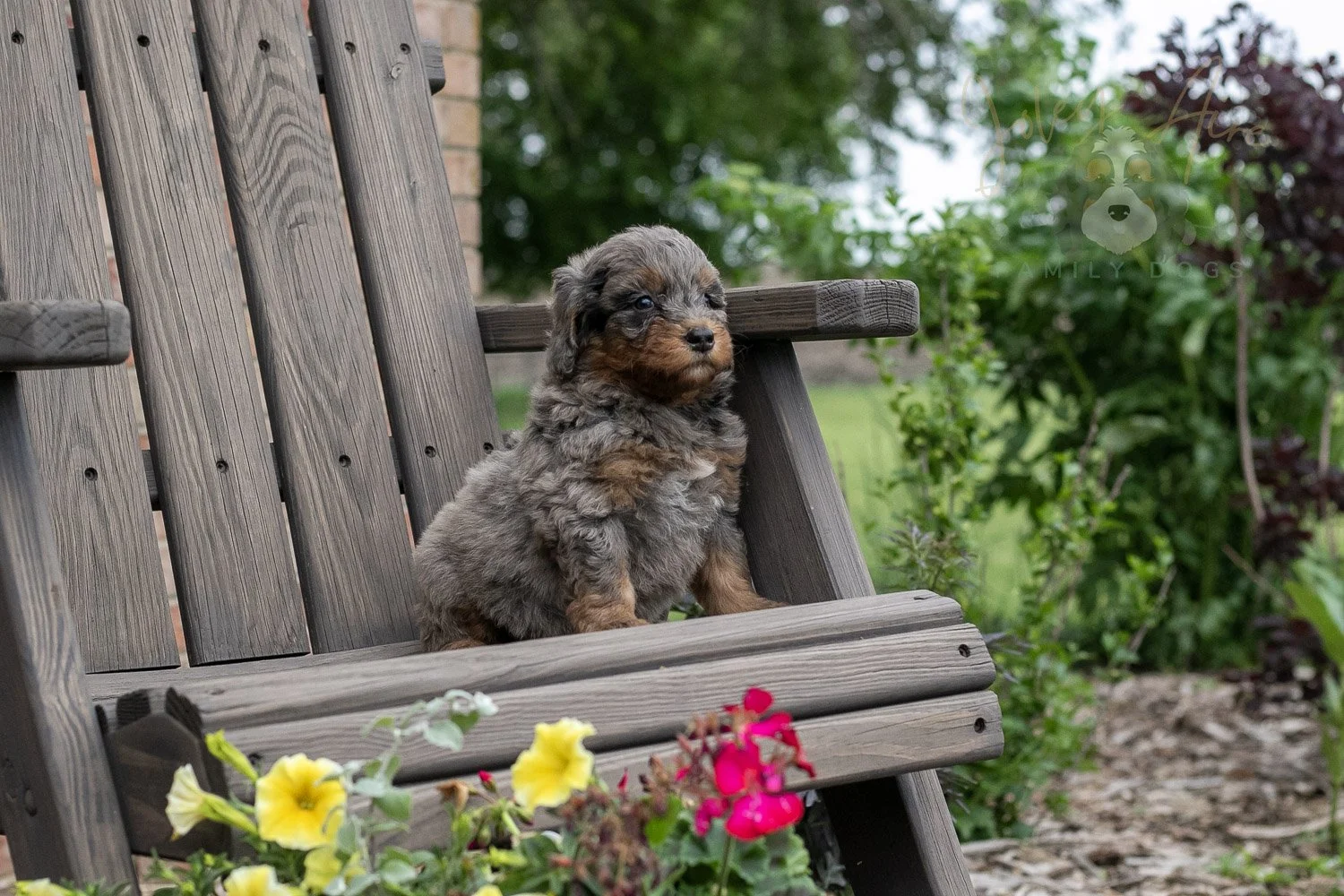 Flute Bernedoodle Puppy-14.jpg