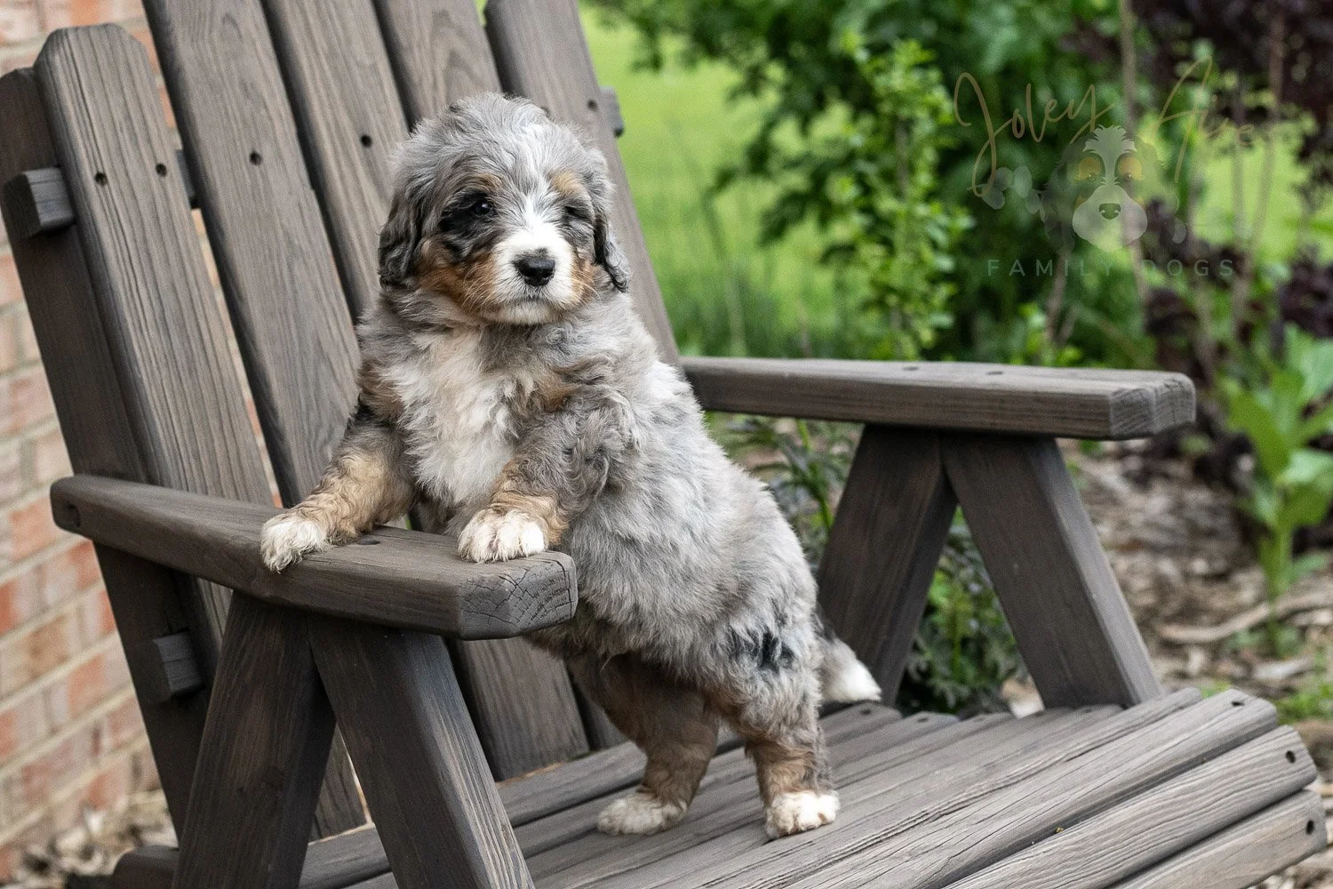 Drum Bernedoodle Puppy-13.jpg