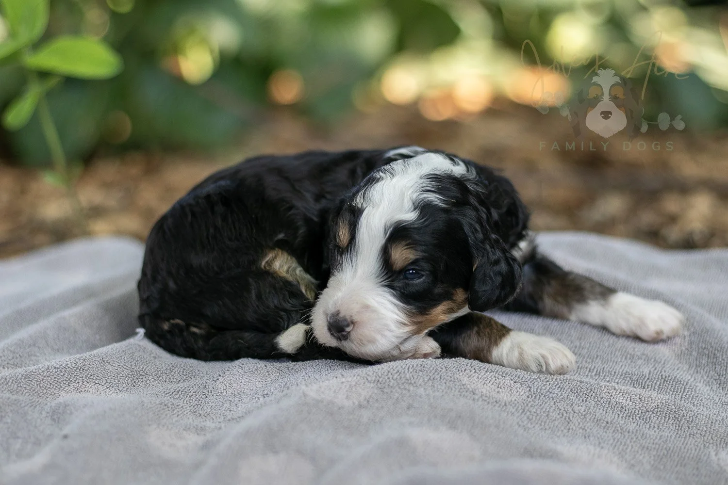 Yellowstone Bernedoodle Puppy-163.jpg