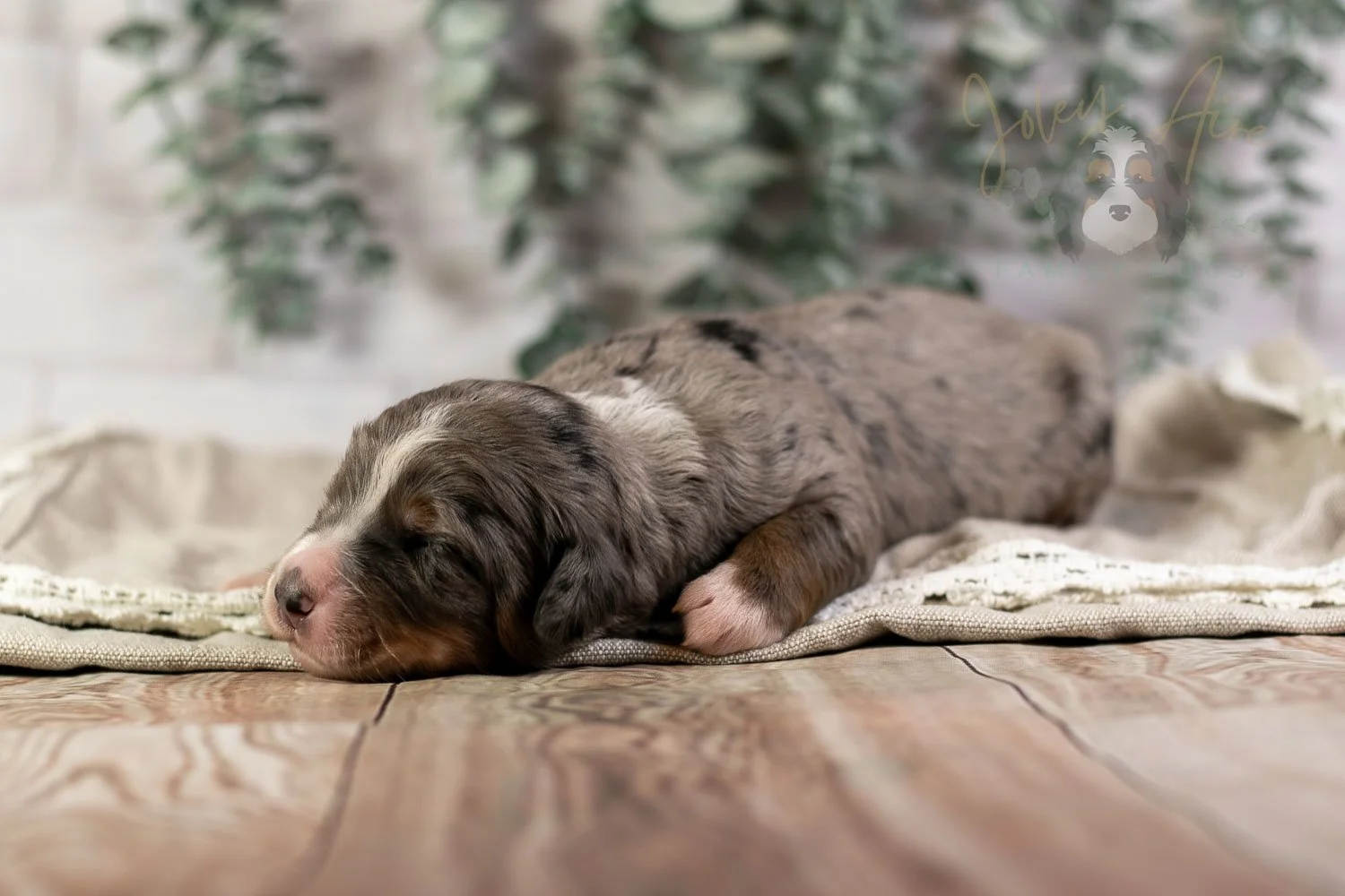 Drum Bernedoodle Puppy-5.jpg