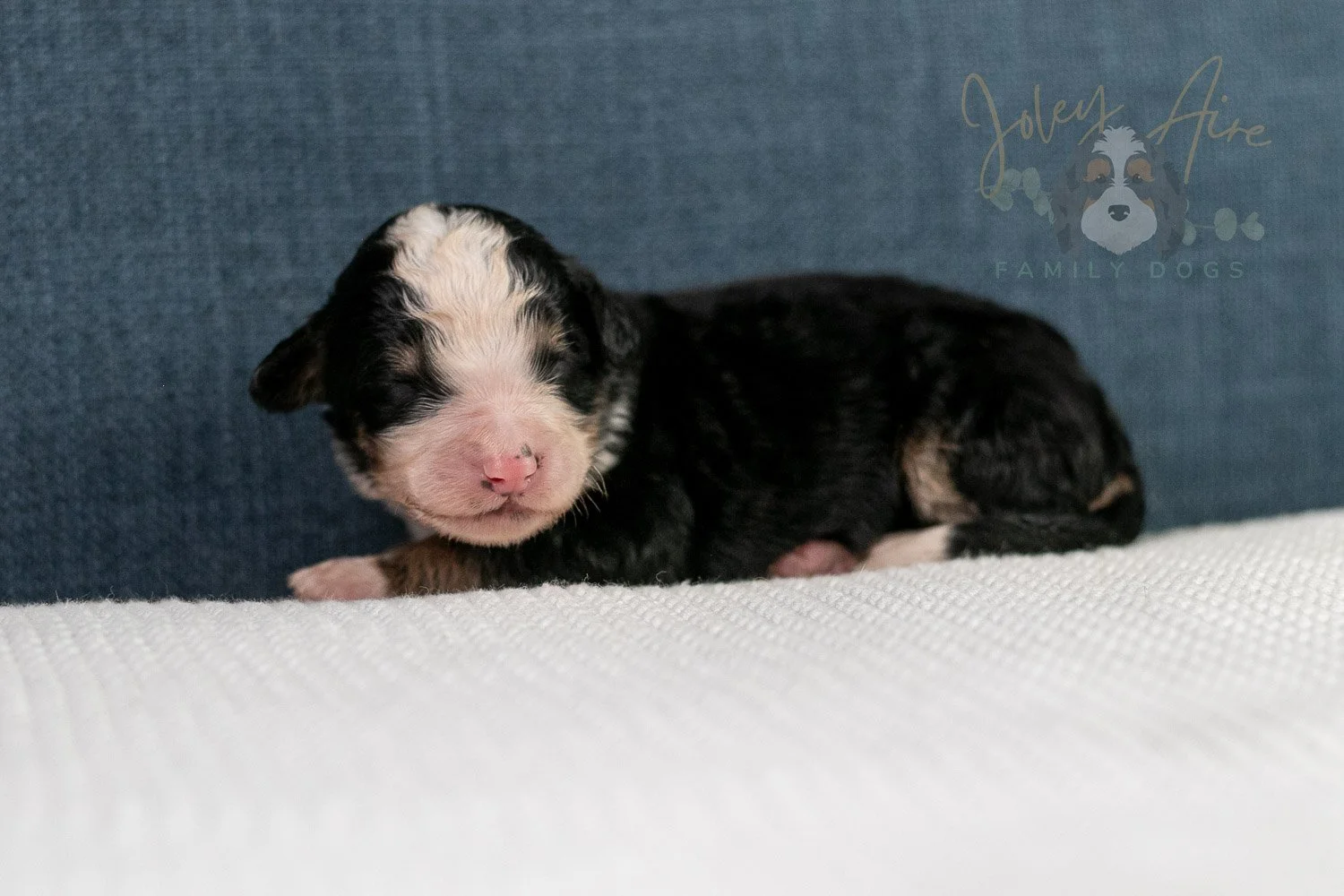 Archer Bernedoodle Puppy-79.jpg