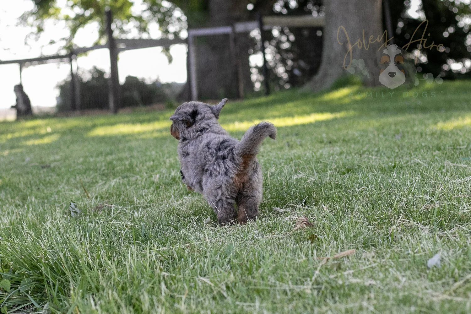 Flute Bernedoodle Puppy-32.jpg