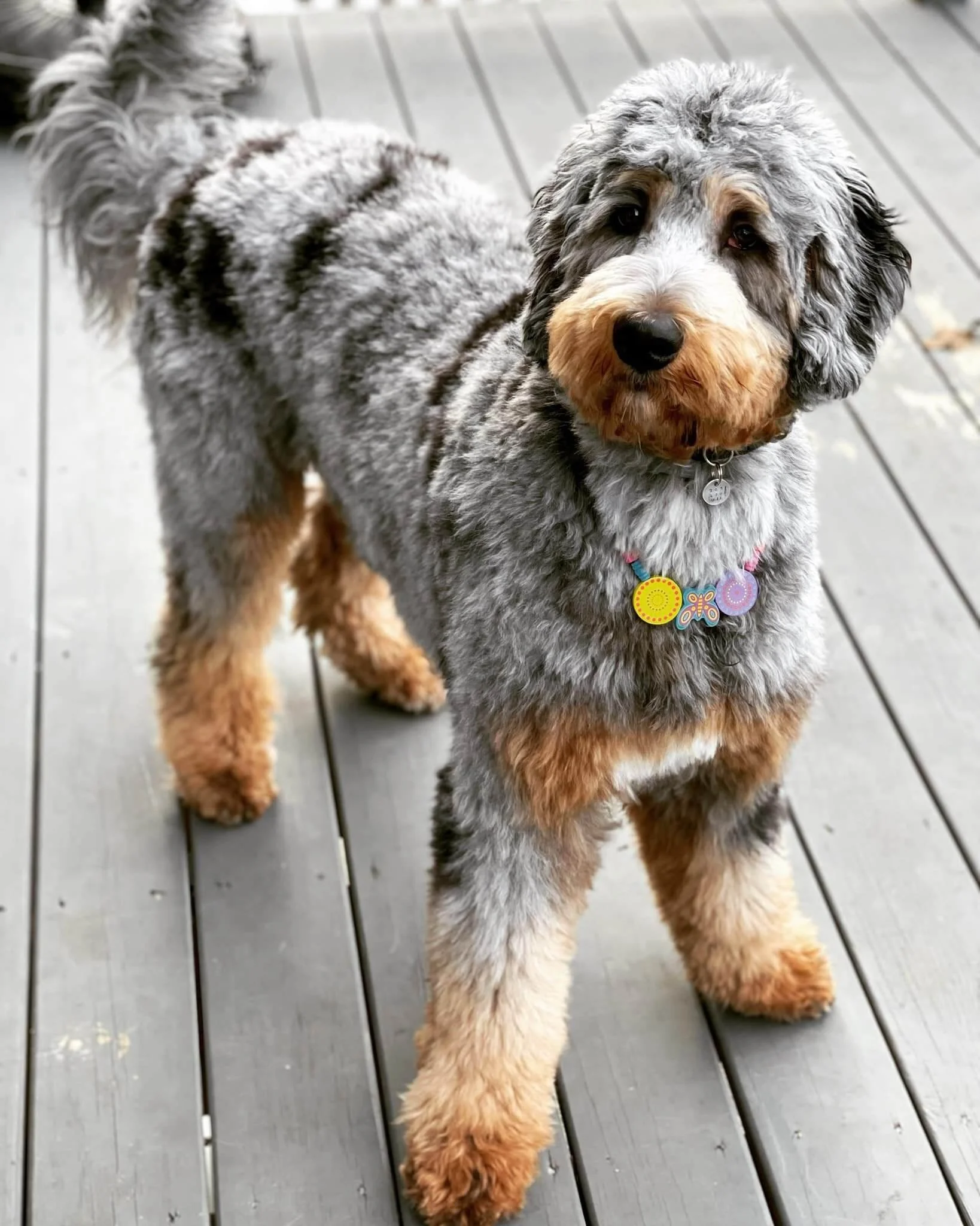 Merle Bernedoodle Dog