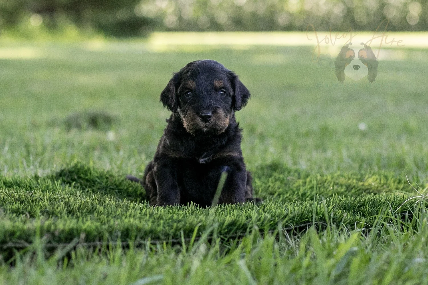 Olympic Bernedoodle Puppy-349.jpg
