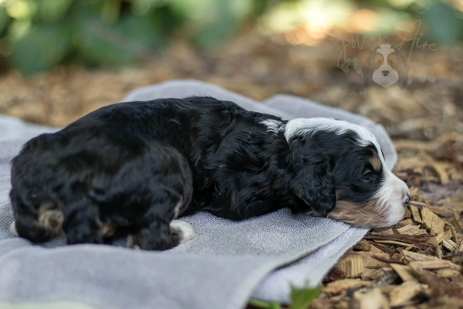 Yellowstone Bernedoodle Puppy-180.jpg