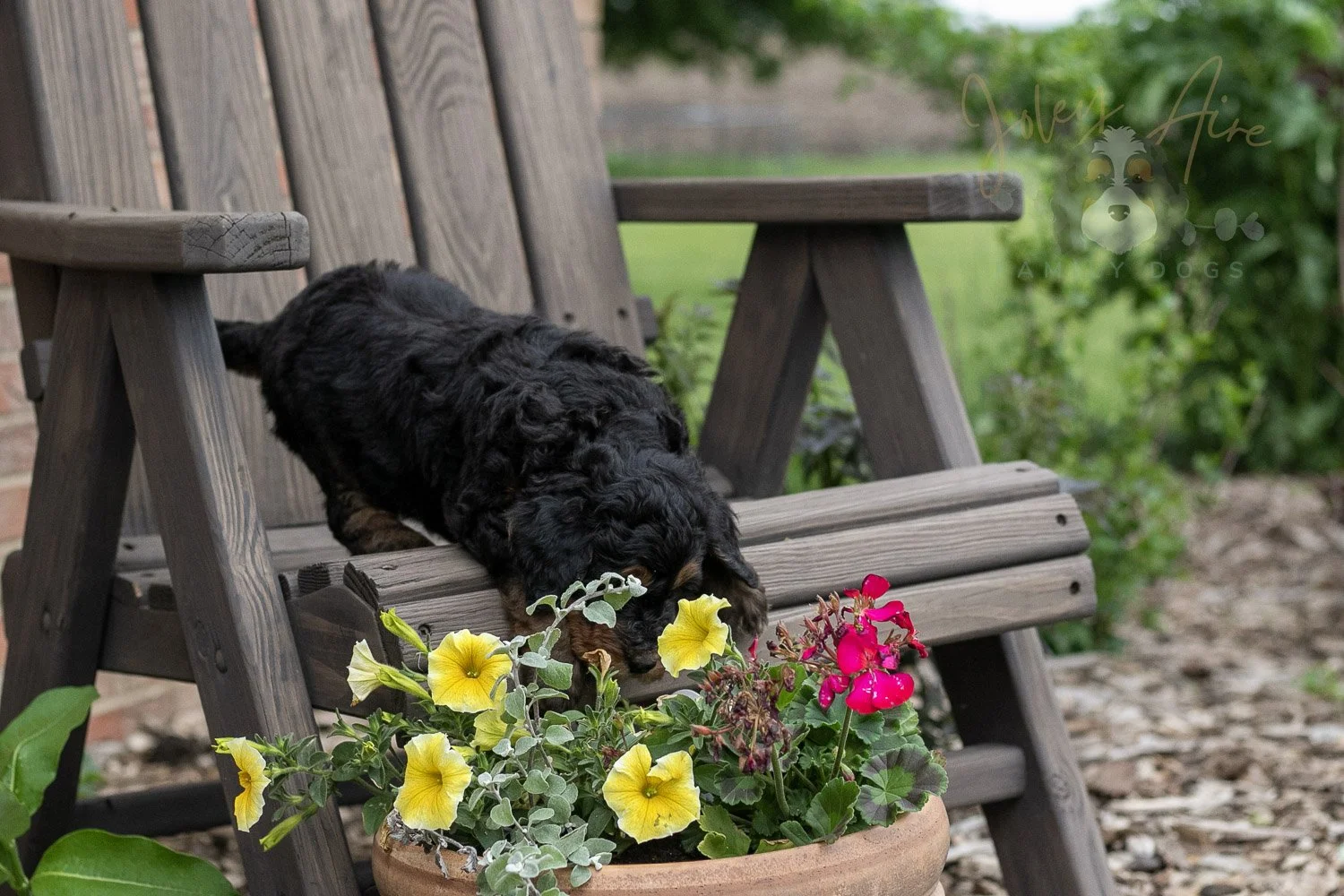 Banjo Bernedoodle Puppy-11.jpg