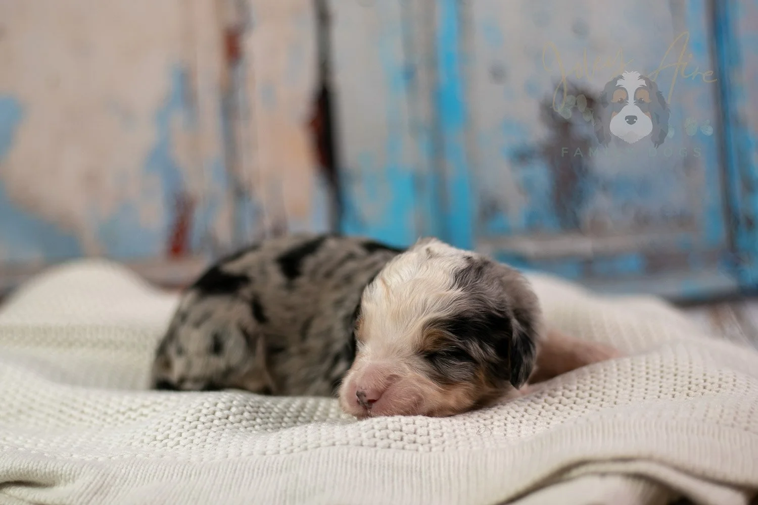 Pablo Picasso Bernedoodle Puppy-228.jpg