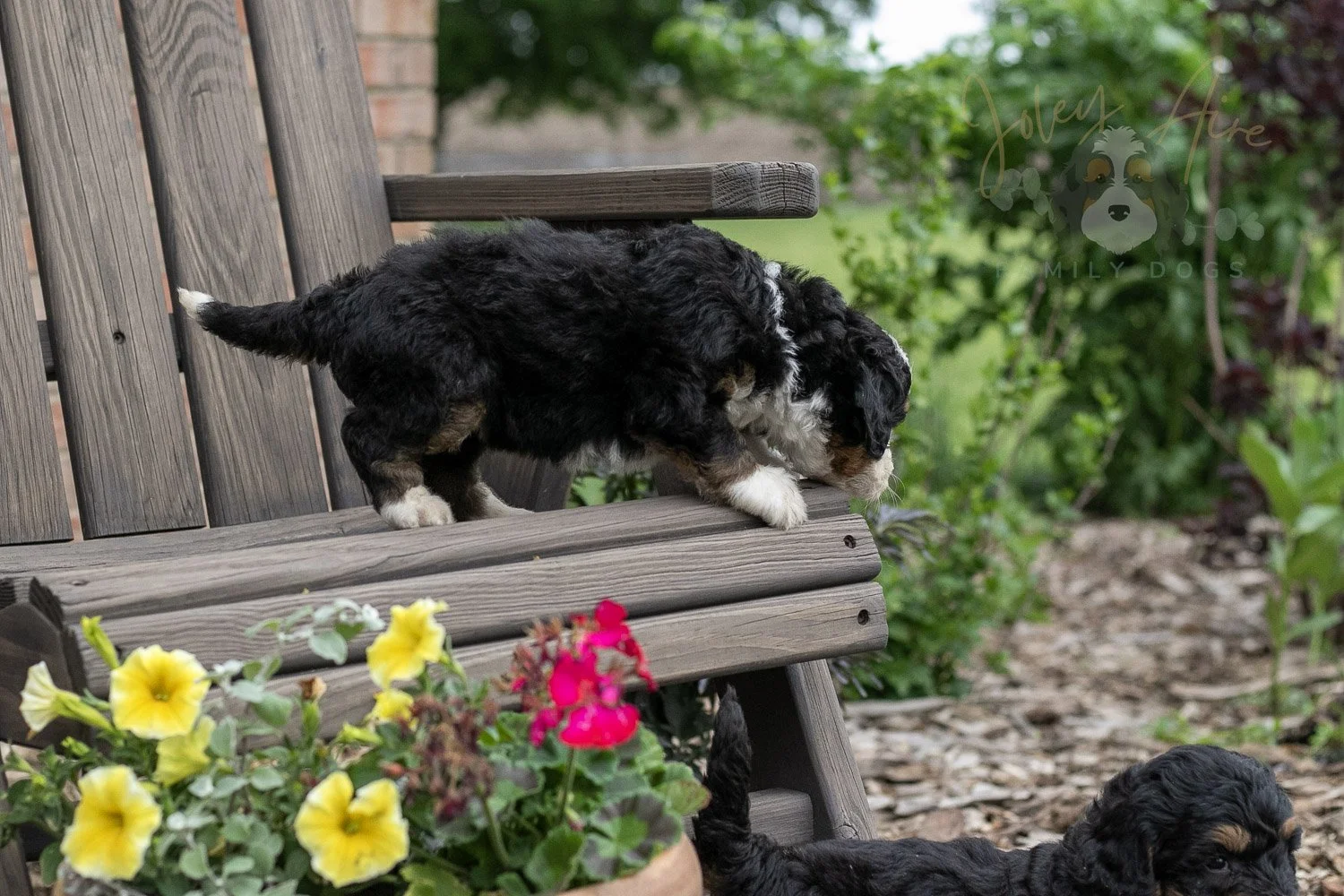 Harmonica Bernedoodle Puppy-13.jpg