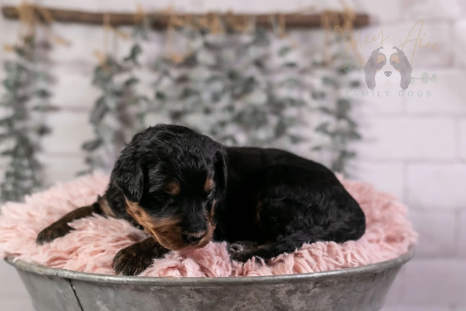 Banjo Bernedoodle Puppy-29.jpg