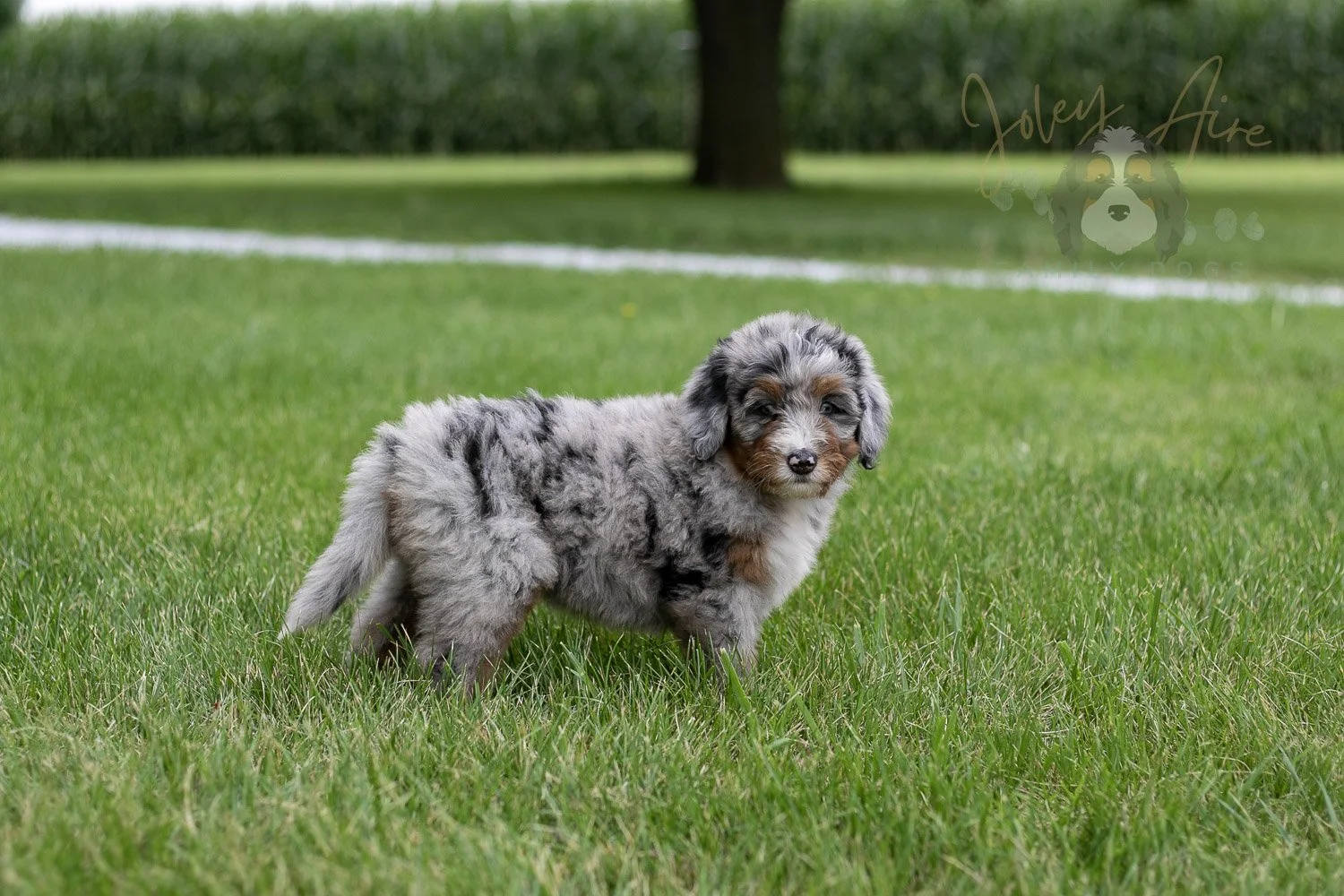 Rachel Bernedoodle Puppy-2.jpg