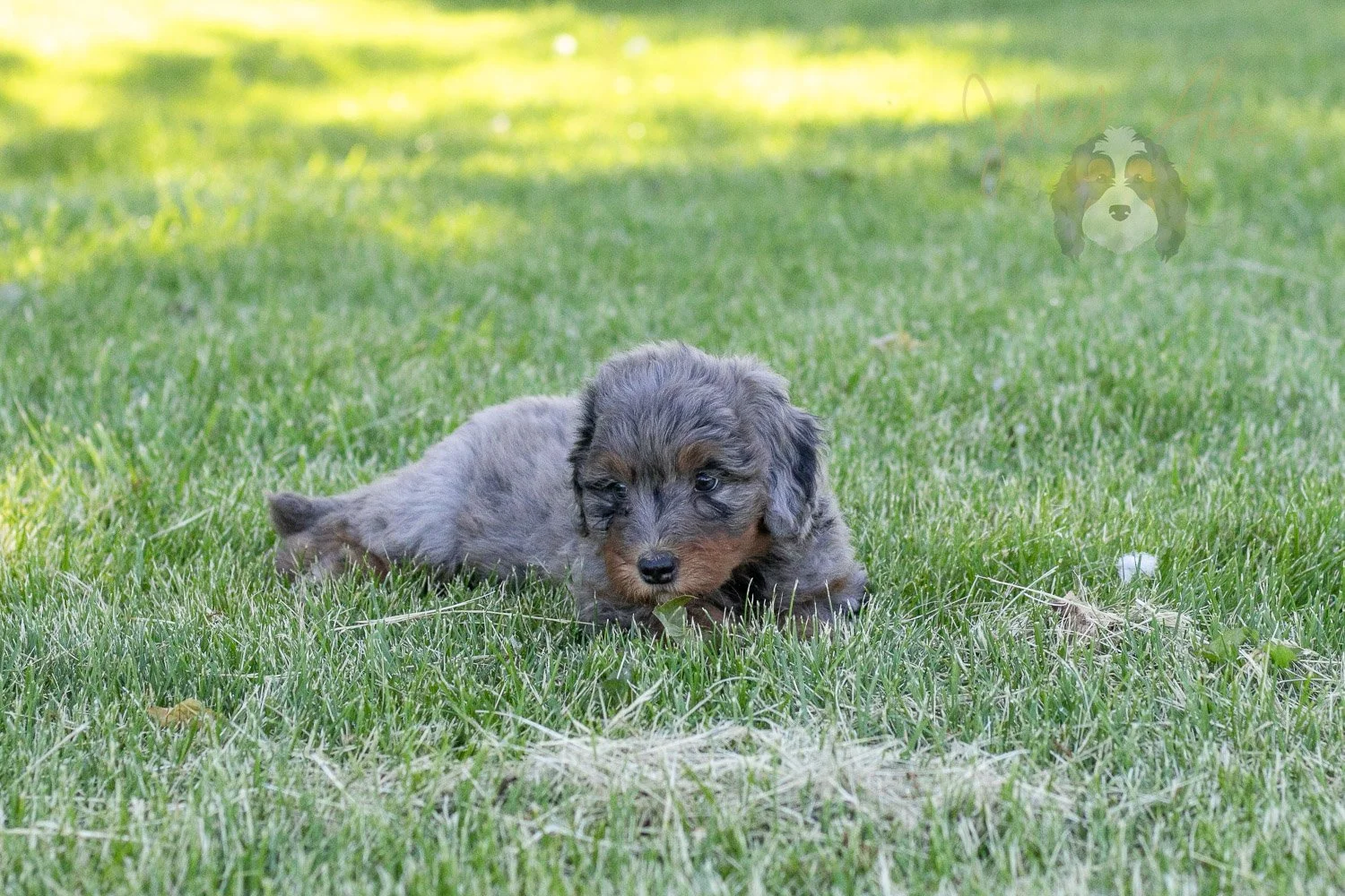 Flute Bernedoodle Puppy-27.jpg