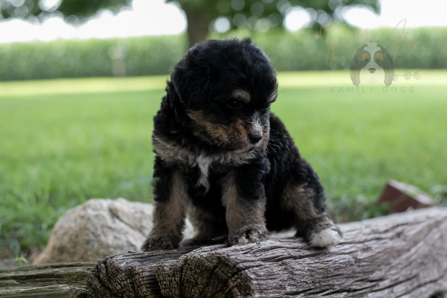 Da Vinci  Bernedoodle Puppy-195.jpg