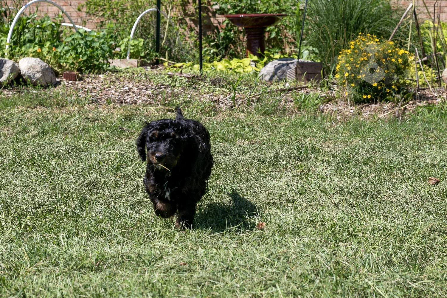 Denali Bernedoodle Puppy-527.jpg
