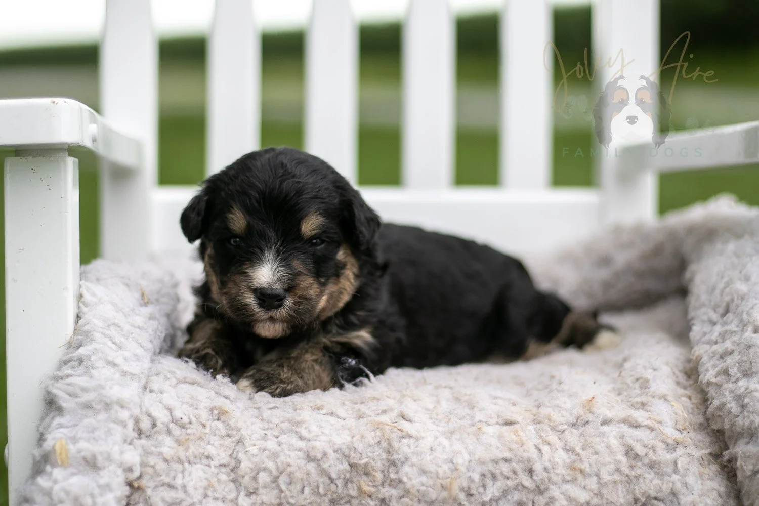 Da Vinci Bernedoodle Puppy-748.jpg