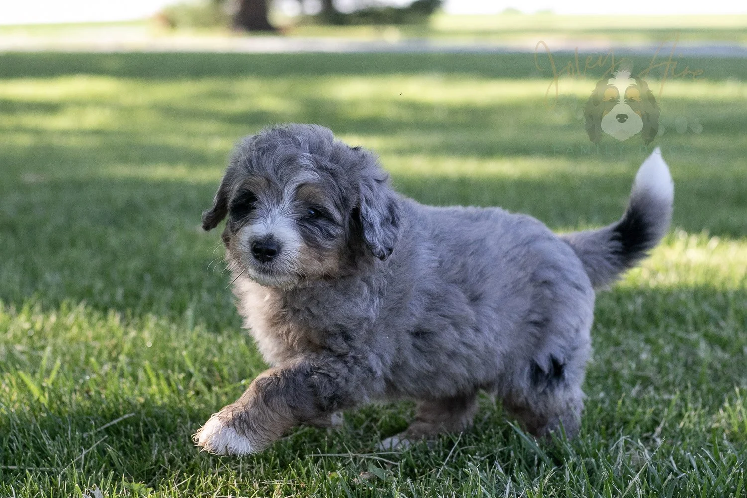 Drum Bernedoodle Puppy-15.jpg