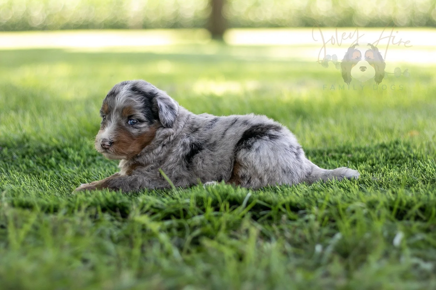 Rachel Lynde Bernedoodle Puppy-543.jpg