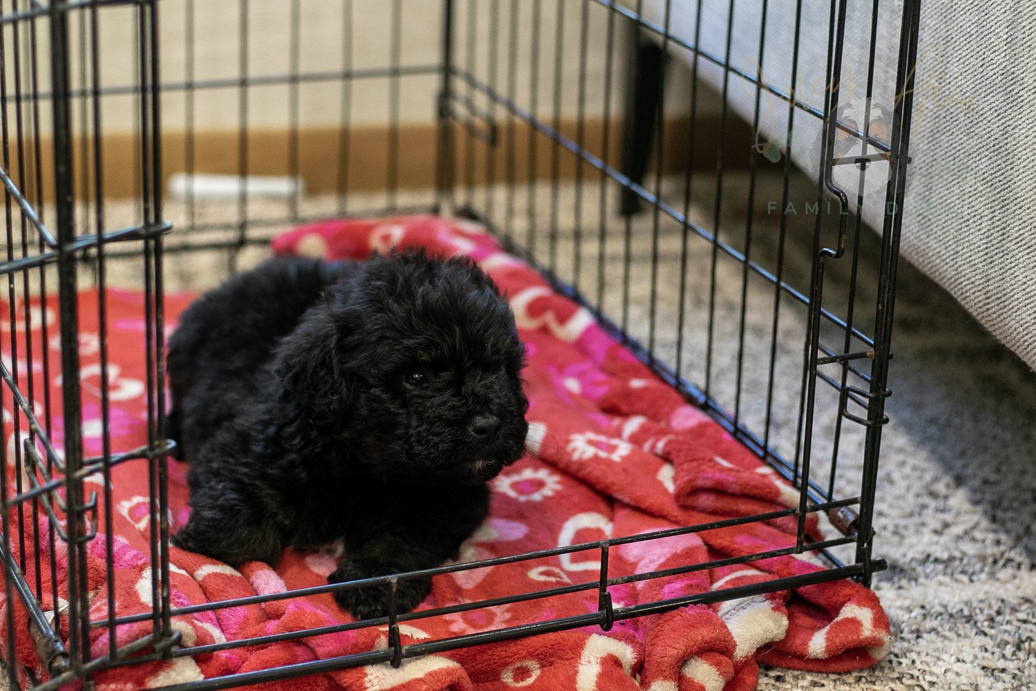 Andy Bernedoodle Puppy-289.jpg