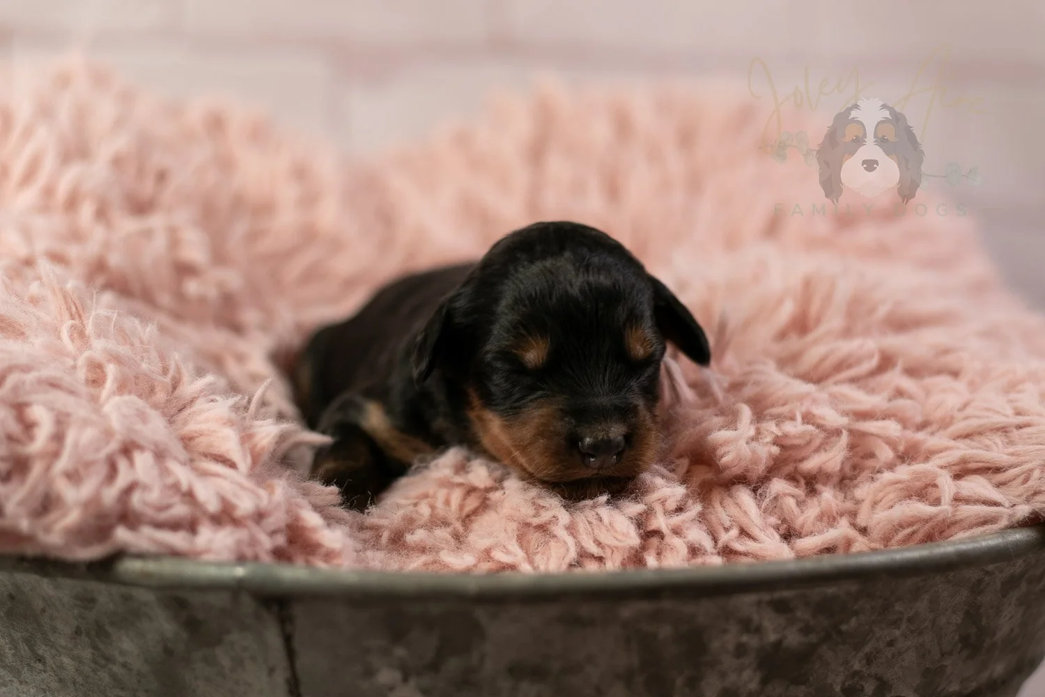 Mini Mae Bernedoodle Puppy-08.jpg