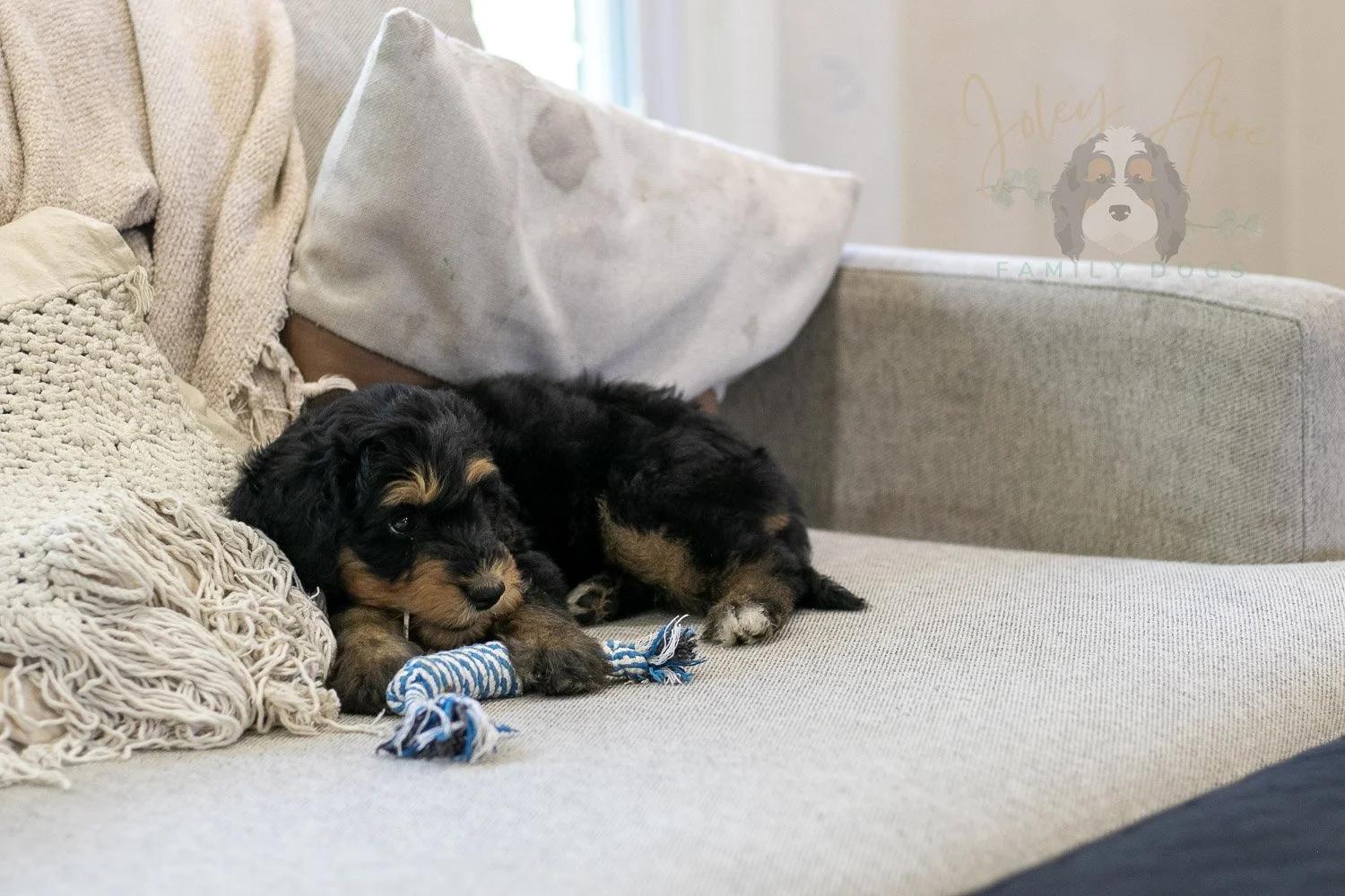 Mini Mae Bernedoodle Puppy-354.jpg