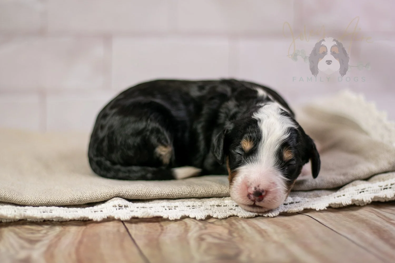 Yellowstone Bernedoodle Puppy-209.jpg