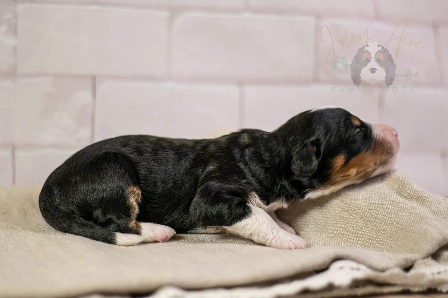 Zion Bernedoodle Puppy-128.jpg