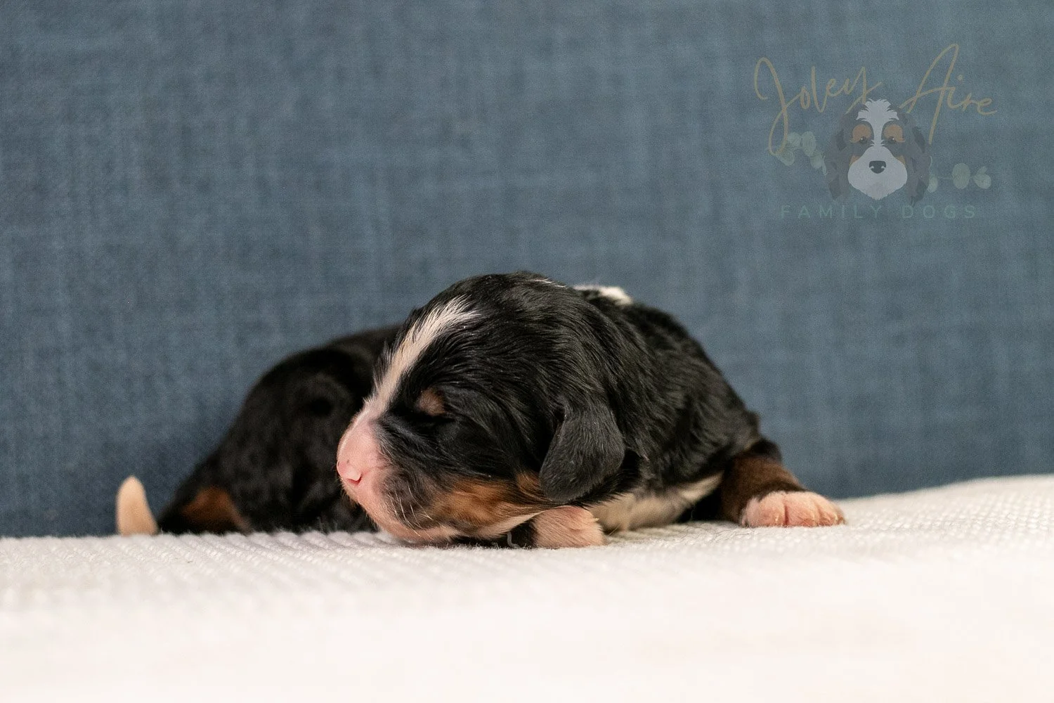 Ashley Bernedoodle Puppy-18.jpg