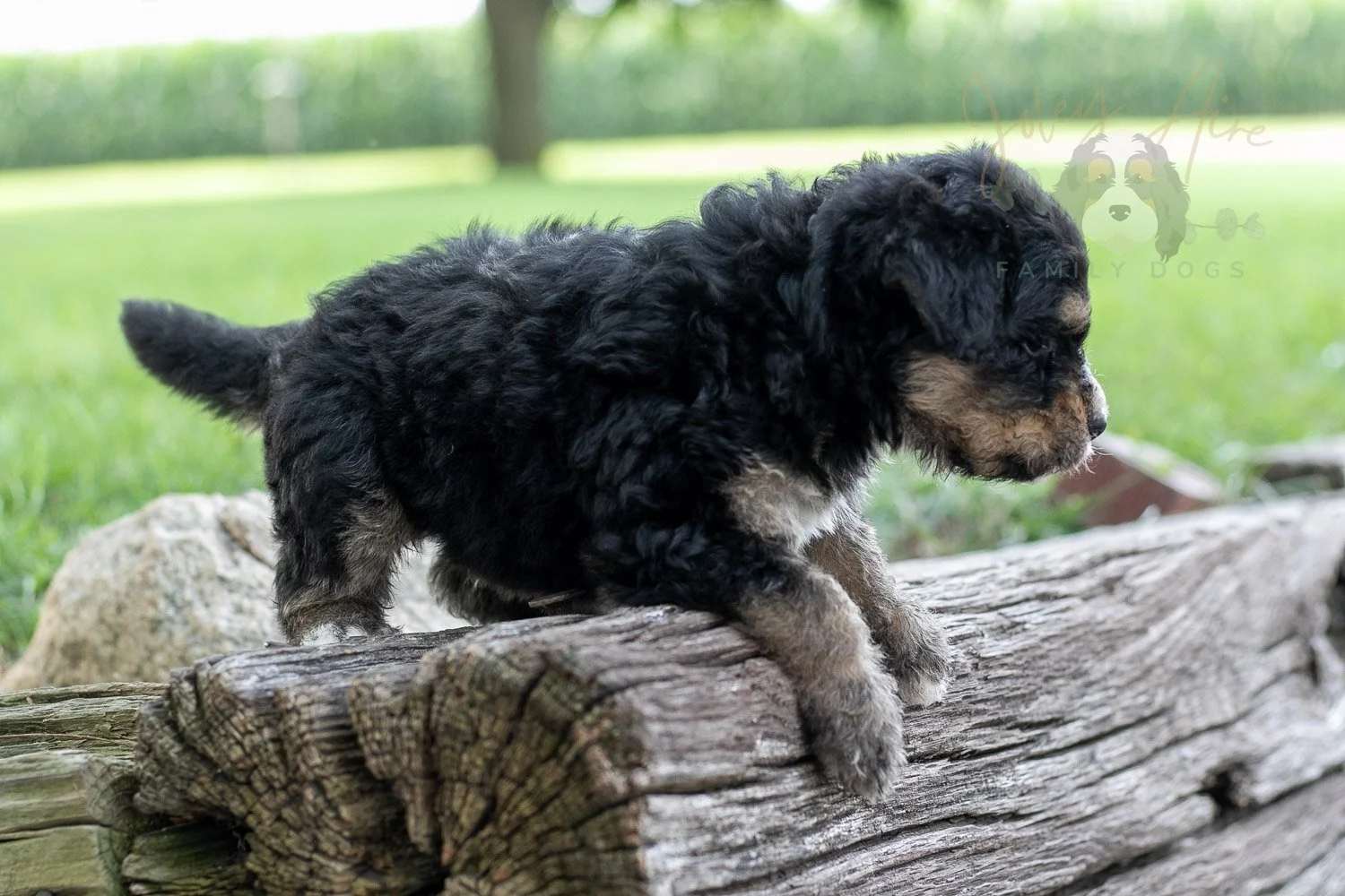 Da Vinci  Bernedoodle Puppy-194.jpg