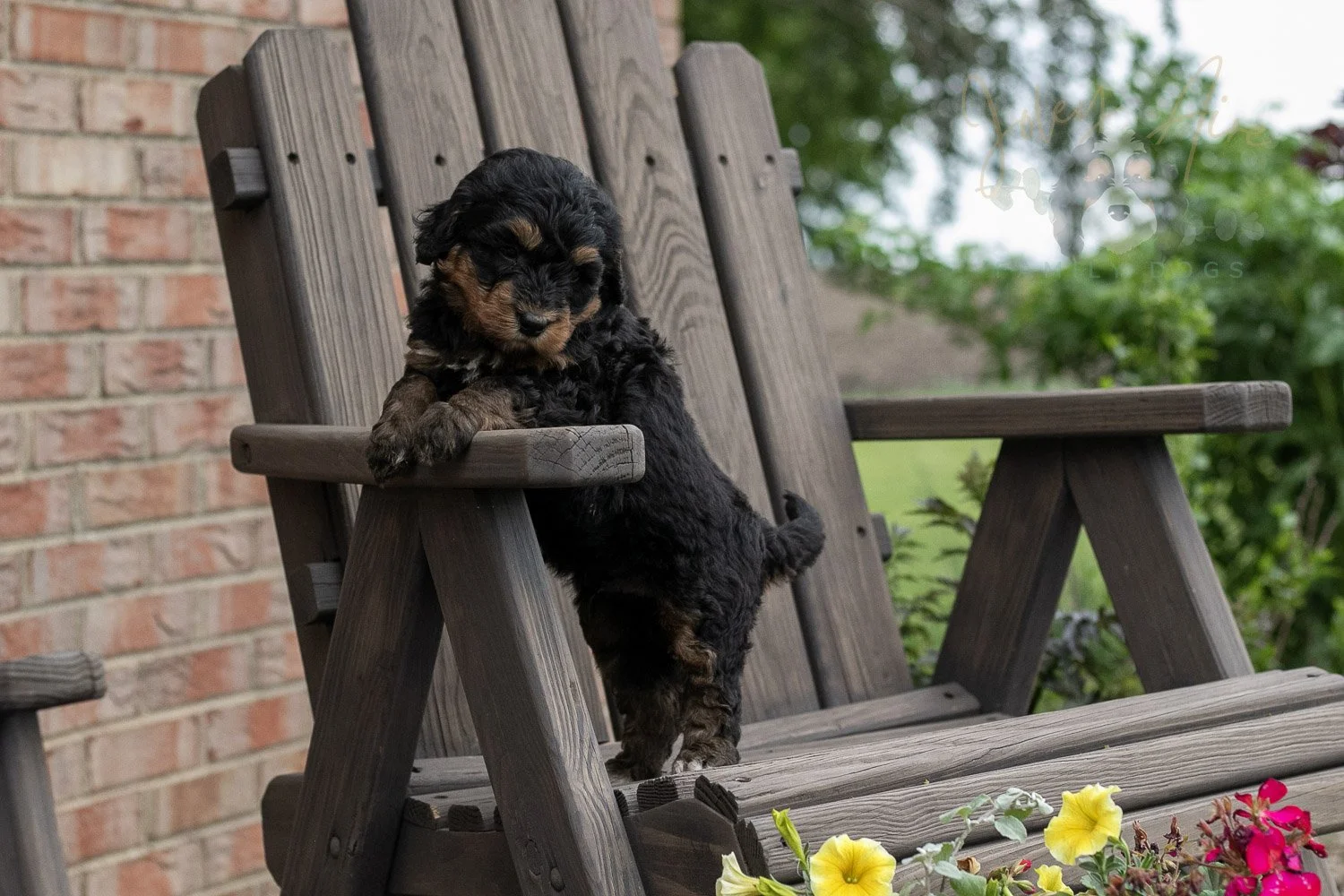 Guitar Bernedoodle Puppy-18.jpg