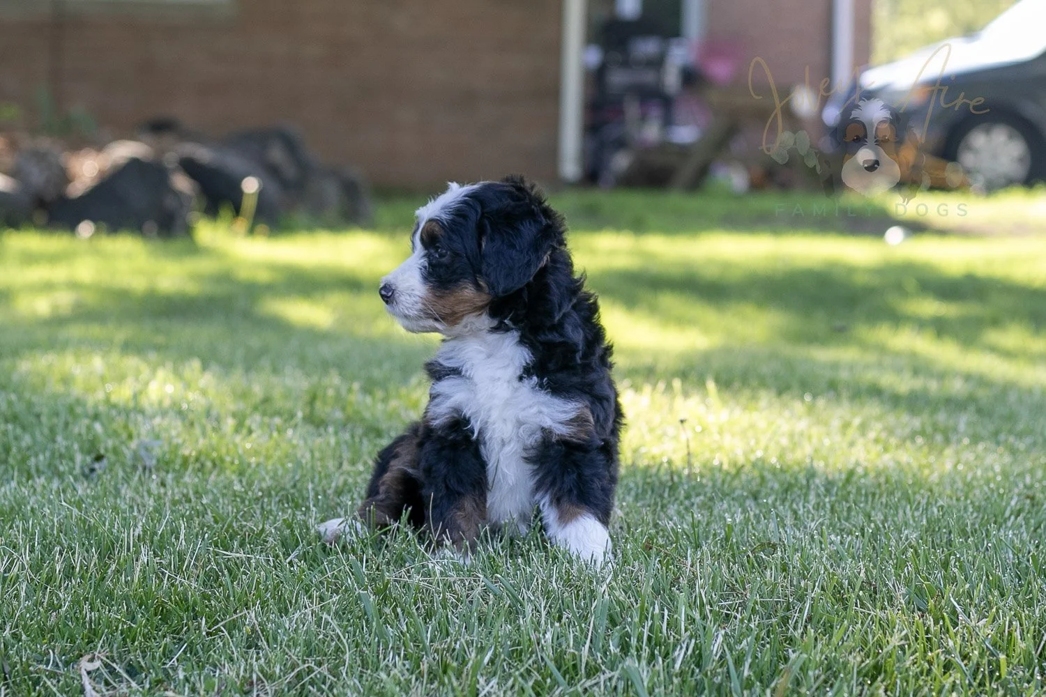 Harmonica Bernedoodle Puppy-3.jpg