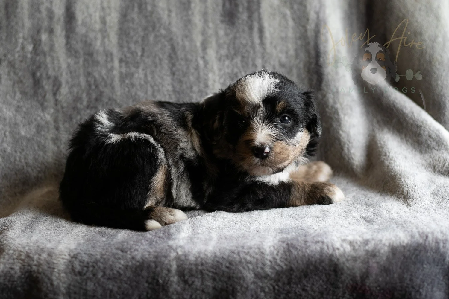 Artemisia Bernedoodle Puppy-134.jpg