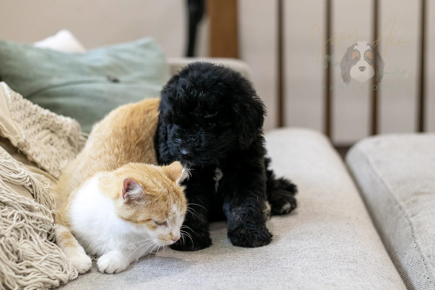 Claude Bernedoodle Puppy-242.jpg