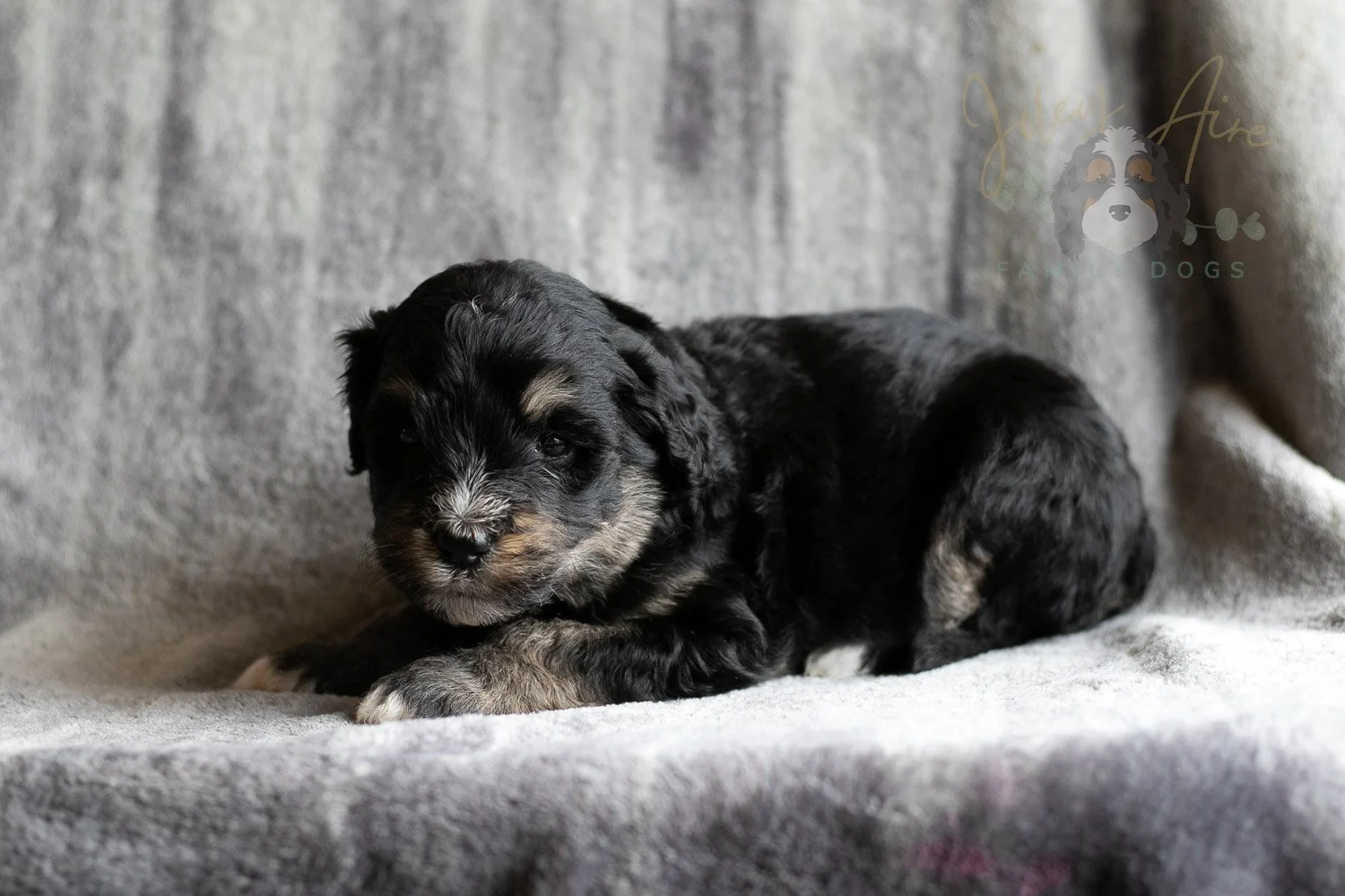 Georgia Bernedoodle Puppy-183.jpg
