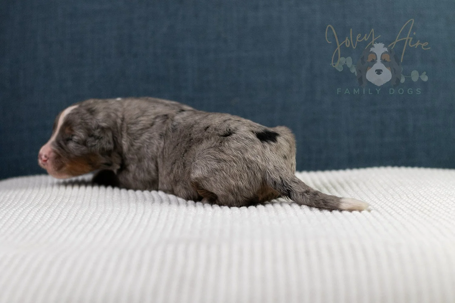 Alex Bernedoodle Puppy-45.jpg