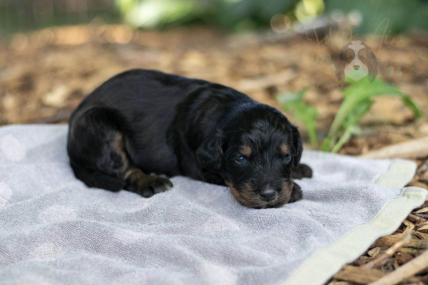 Olympic Bernedoodle Puppy-116.jpg
