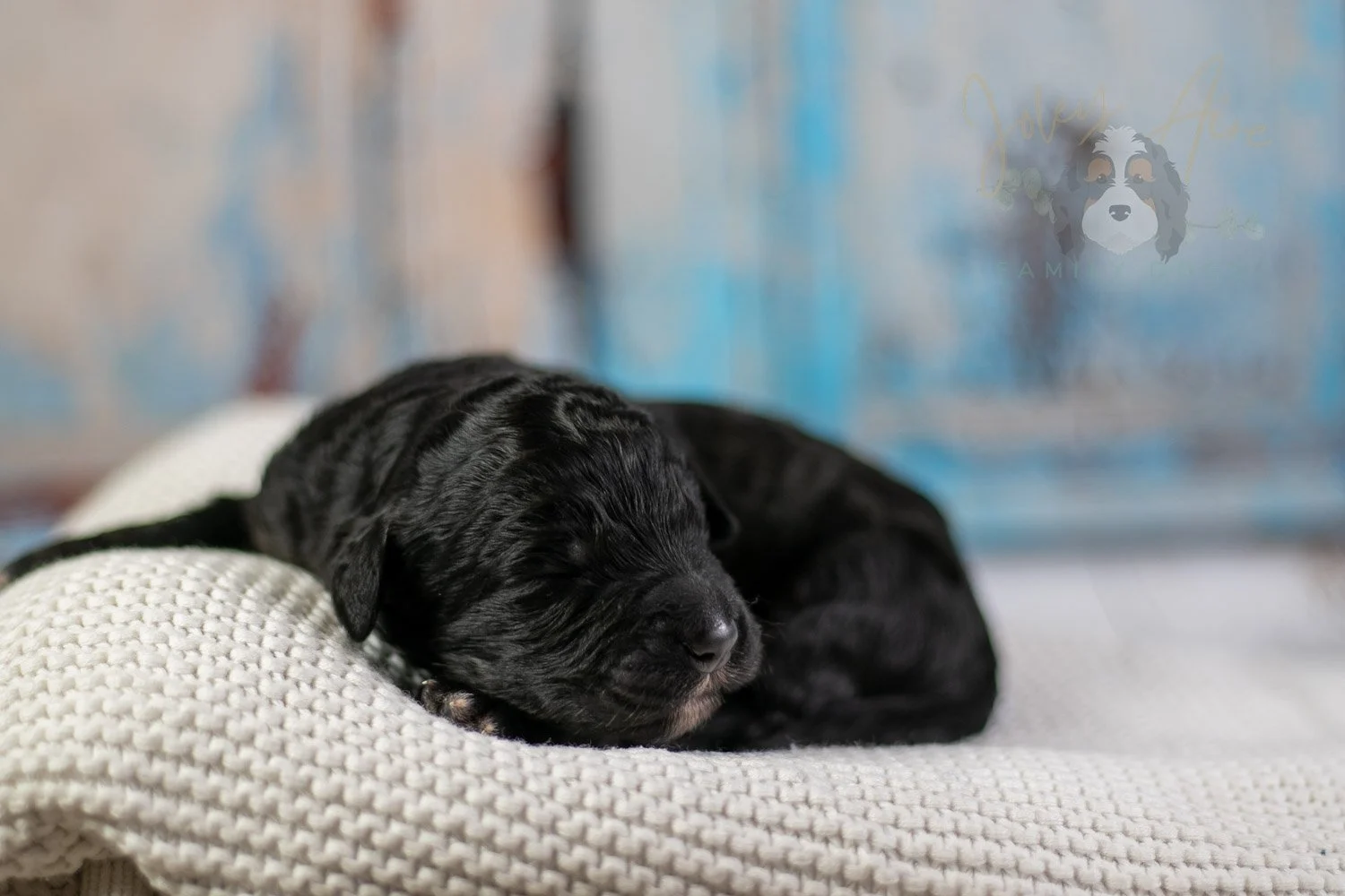 Claude Monet Bernedoodle Puppy-01.jpg