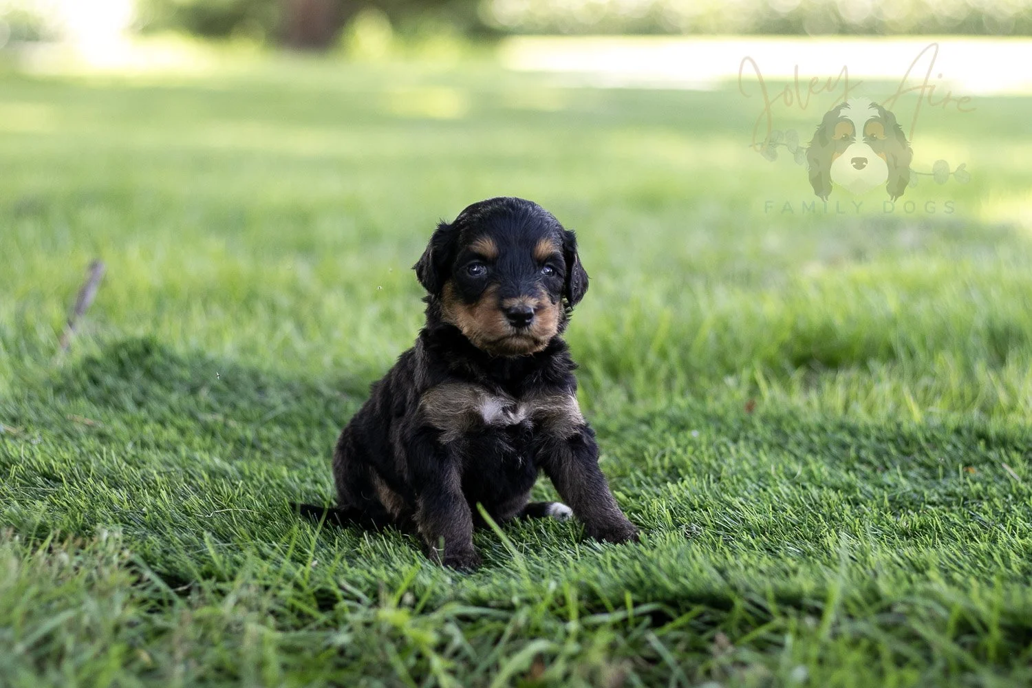 Mini Mae Bernedoodle Puppy-500.jpg