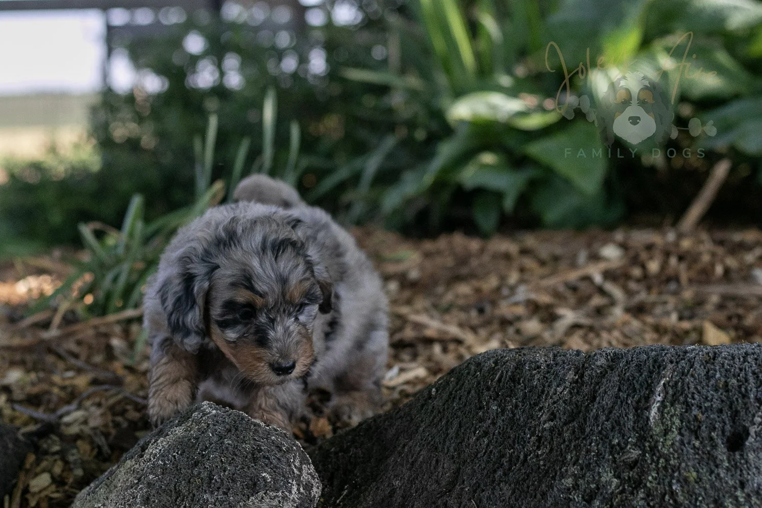 Ukulele Bernedoodle Puppy-10.jpg