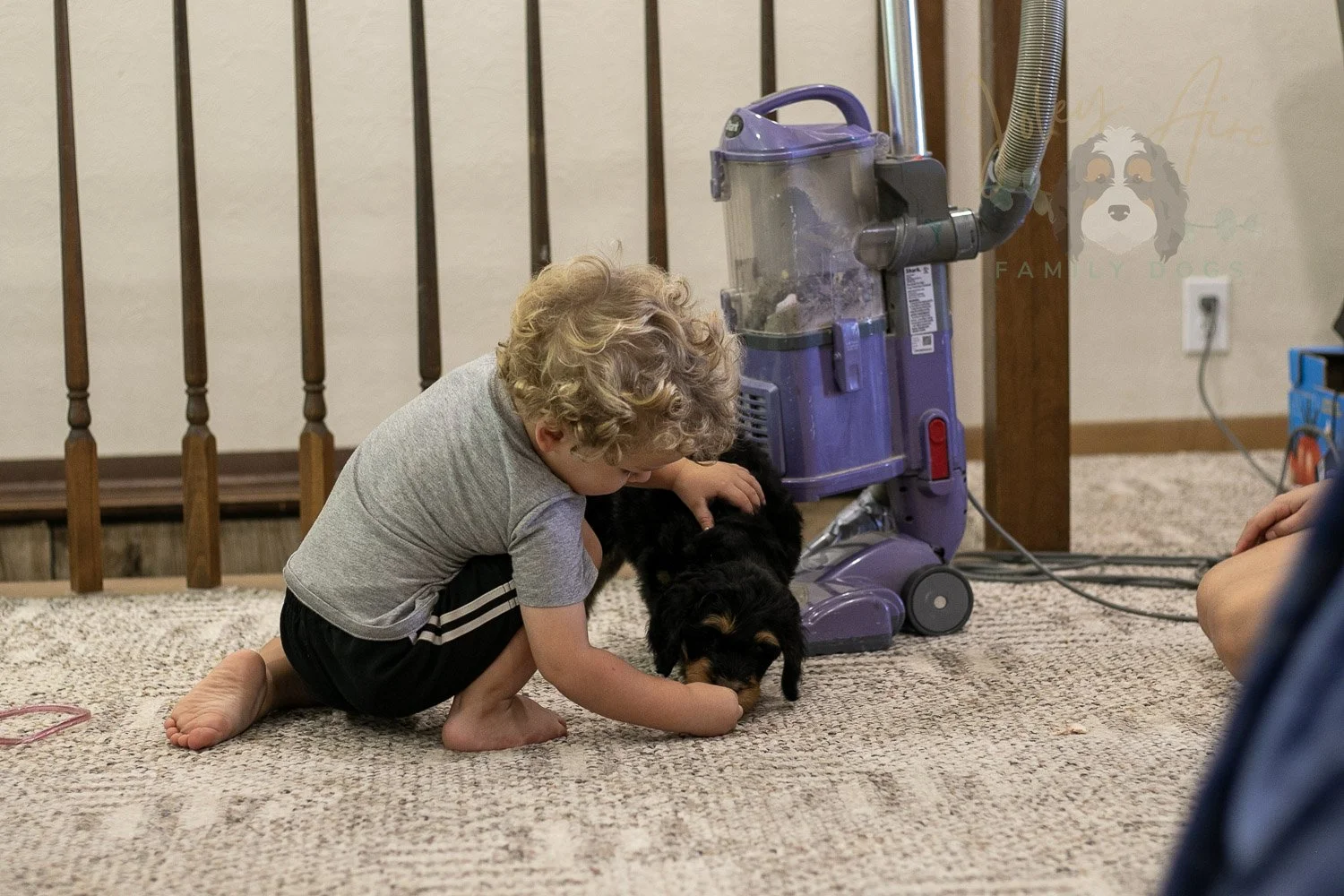 Mini Mae Bernedoodle Puppy-377.jpg