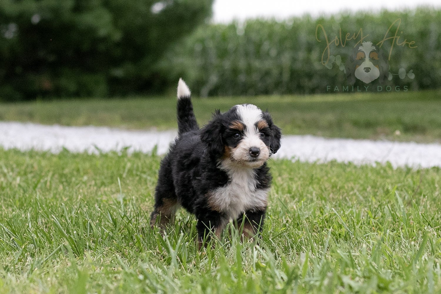 Anne Shirley Bernedoodle Puppy-106.jpg